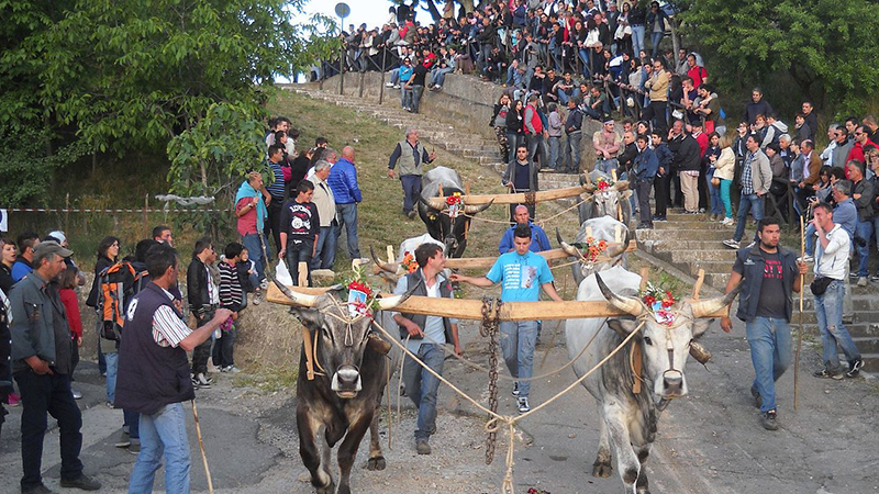Accettura e il Matrimonio degli Alberi (Maggio di Accettura)