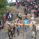 Accettura e il Matrimonio degli Alberi (Maggio di Accettura)