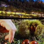 Sagra della Castagna a Rapolla (Parco Urbano delle Cantine)